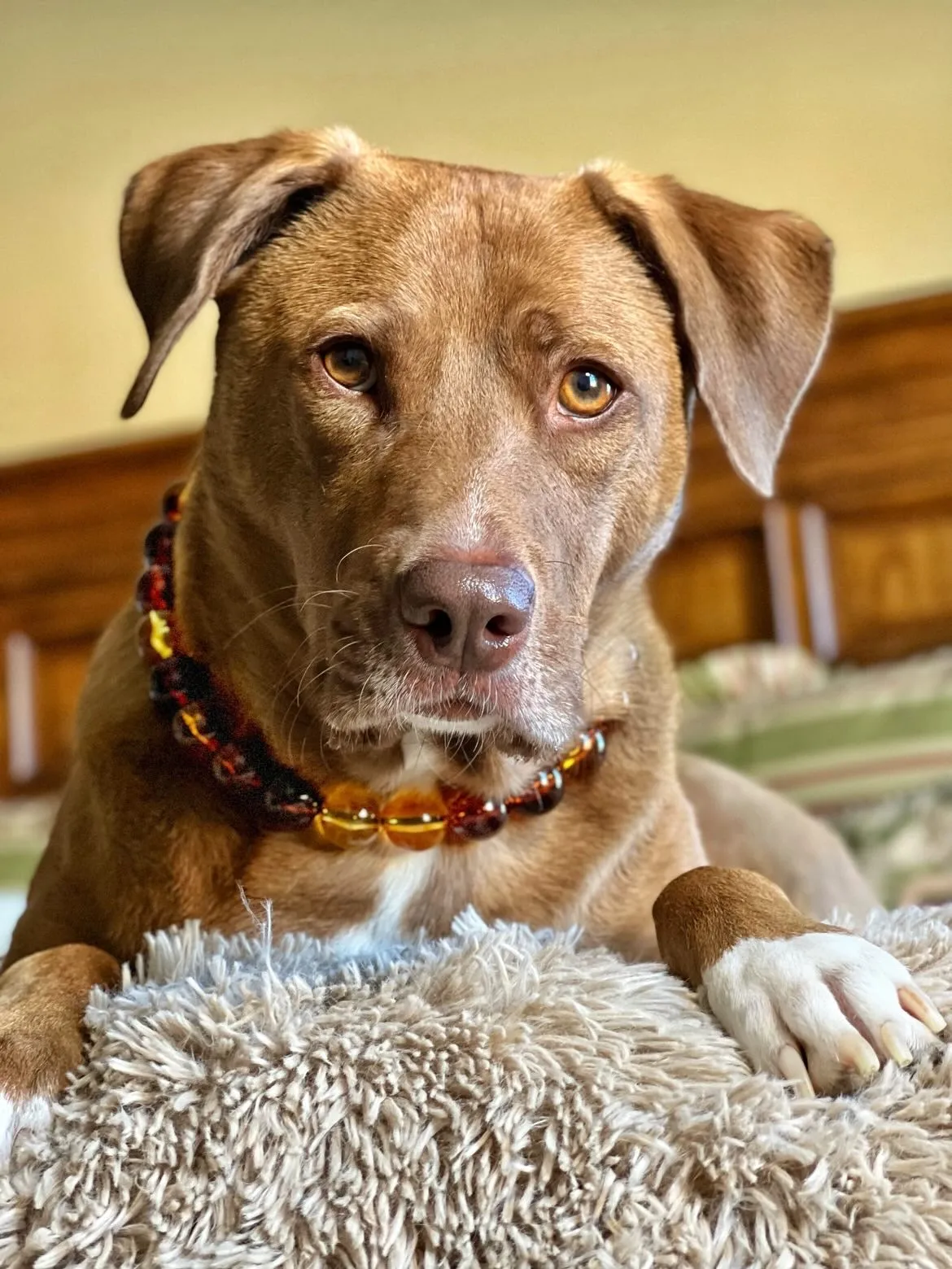Amber Fire Acrylic Bead Collar