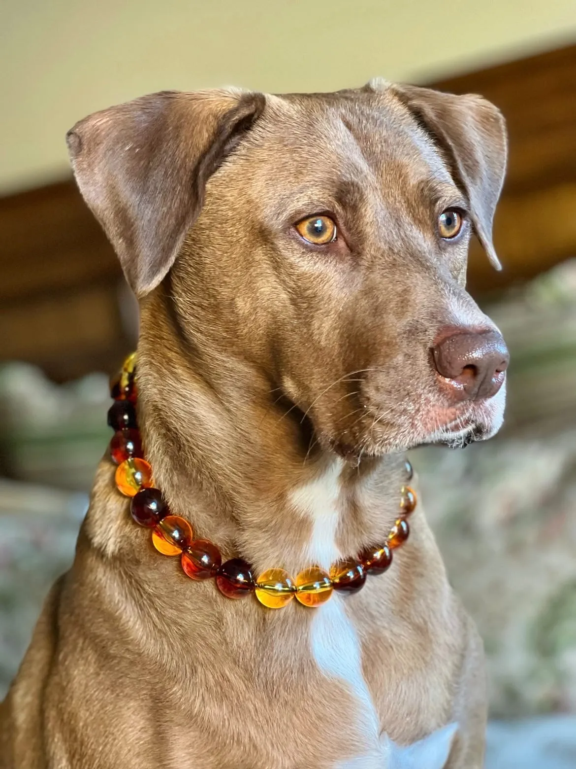 Amber Fire Acrylic Bead Collar