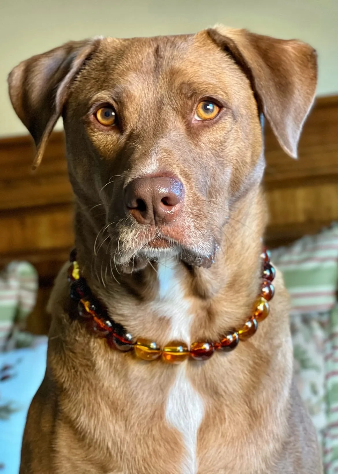 Amber Fire Acrylic Bead Collar