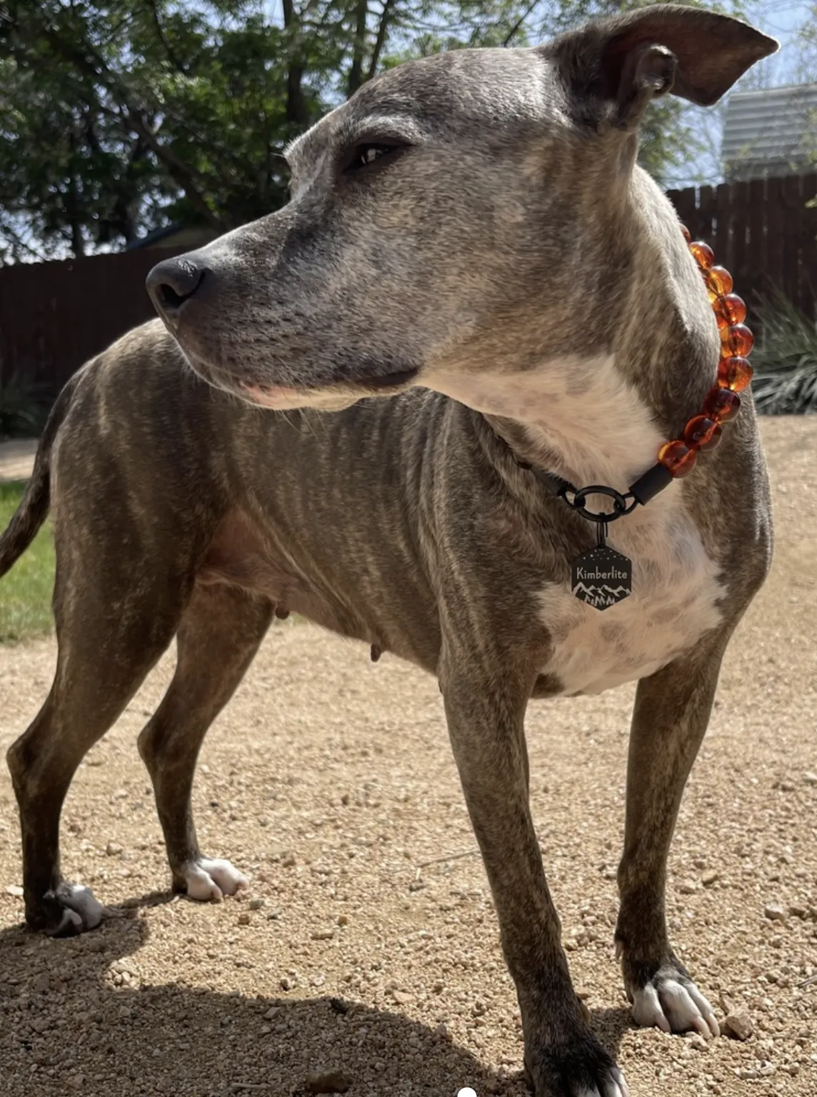 Amber Fire Acrylic Bead Collar