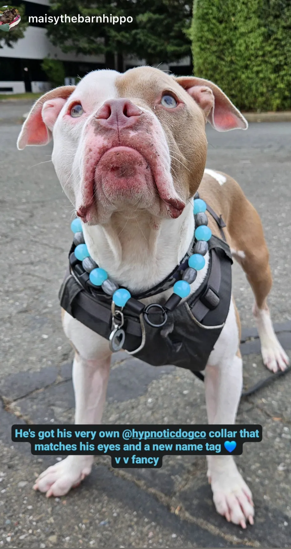 Arctic Sky Bead Collar