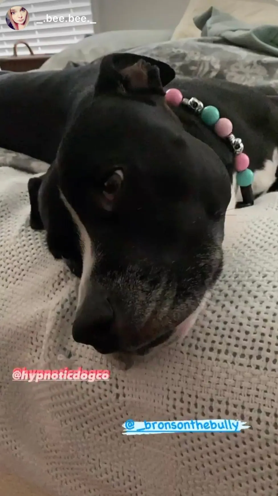 Cotton Candy Skull Bead Collar