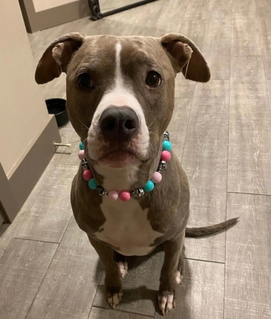 Cotton Candy Skull Bead Collar