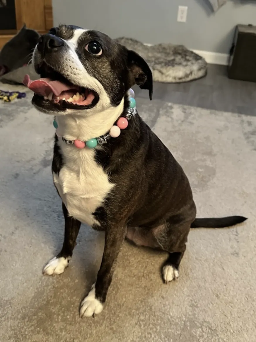 Cotton Candy Skull Bead Collar