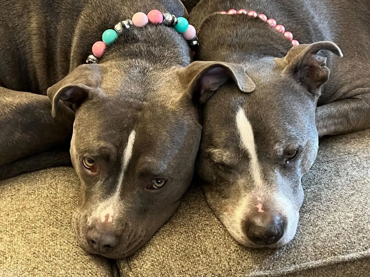 Cotton Candy Skull Bead Collar