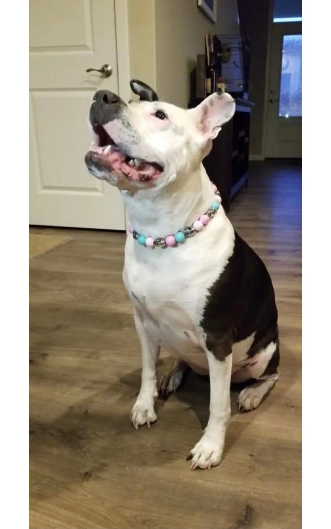 Cotton Candy Skull Bead Collar