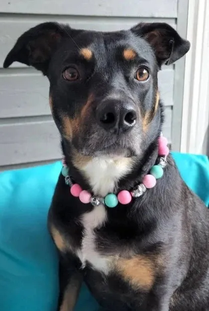 Cotton Candy Skull Bead Collar
