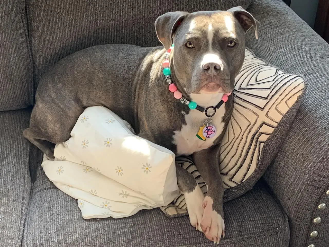 Cotton Candy Skull Bead Collar