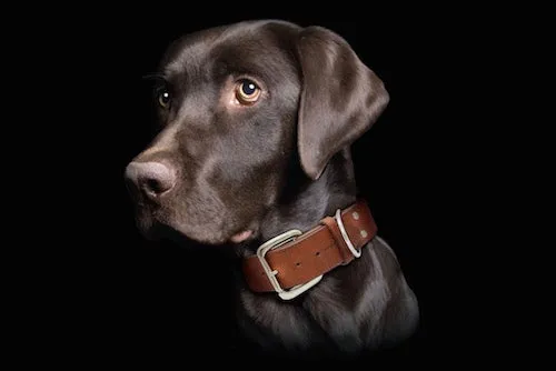 Dallas Collars