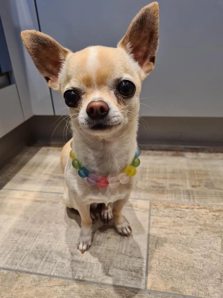 Frosted Rainbow MINI Acrylic [Small Dog/Cat Bead Collar]