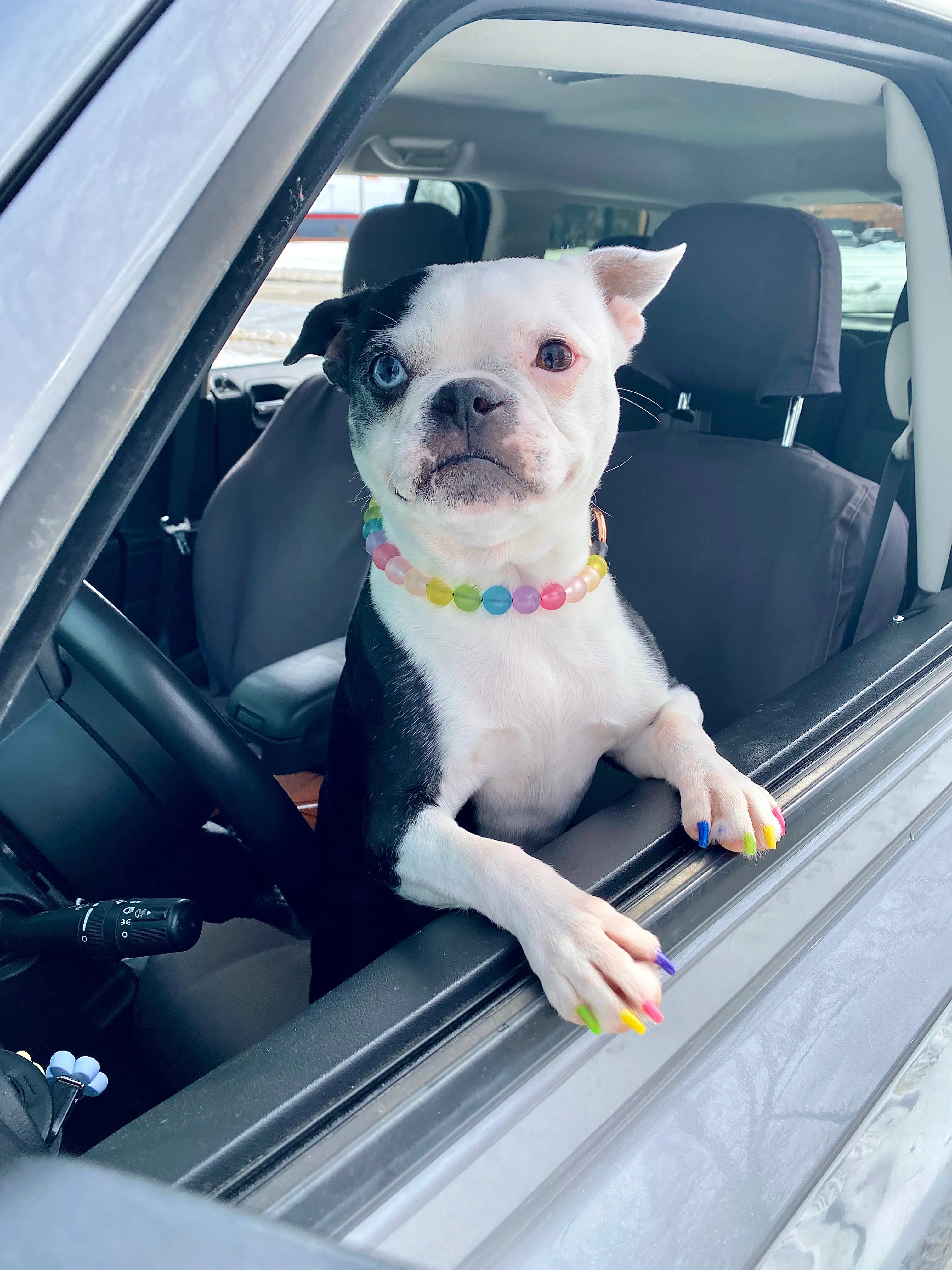 Frosted Rainbow MINI Acrylic [Small Dog/Cat Bead Collar]