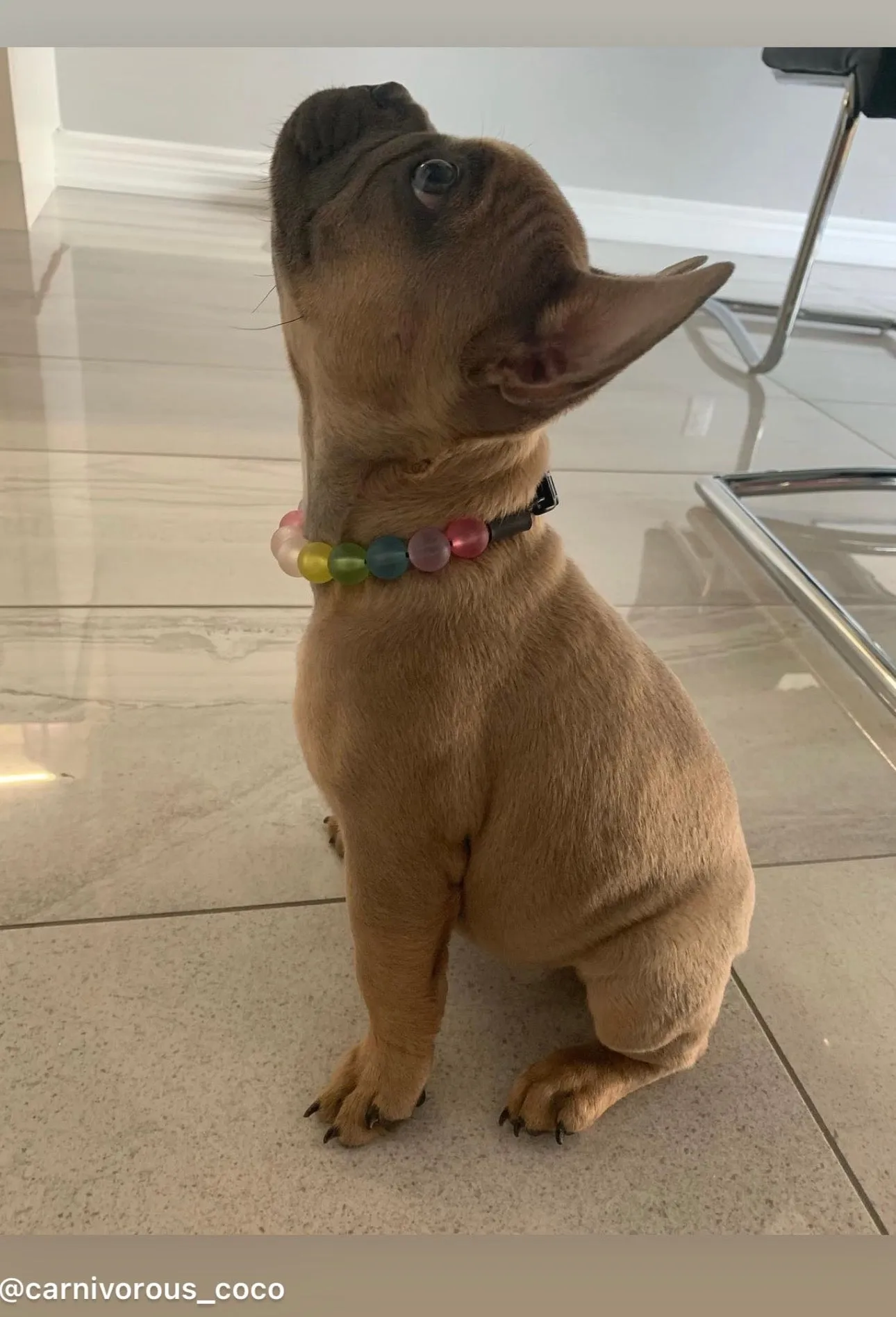 Frosted Rainbow MINI Acrylic [Small Dog/Cat Bead Collar]