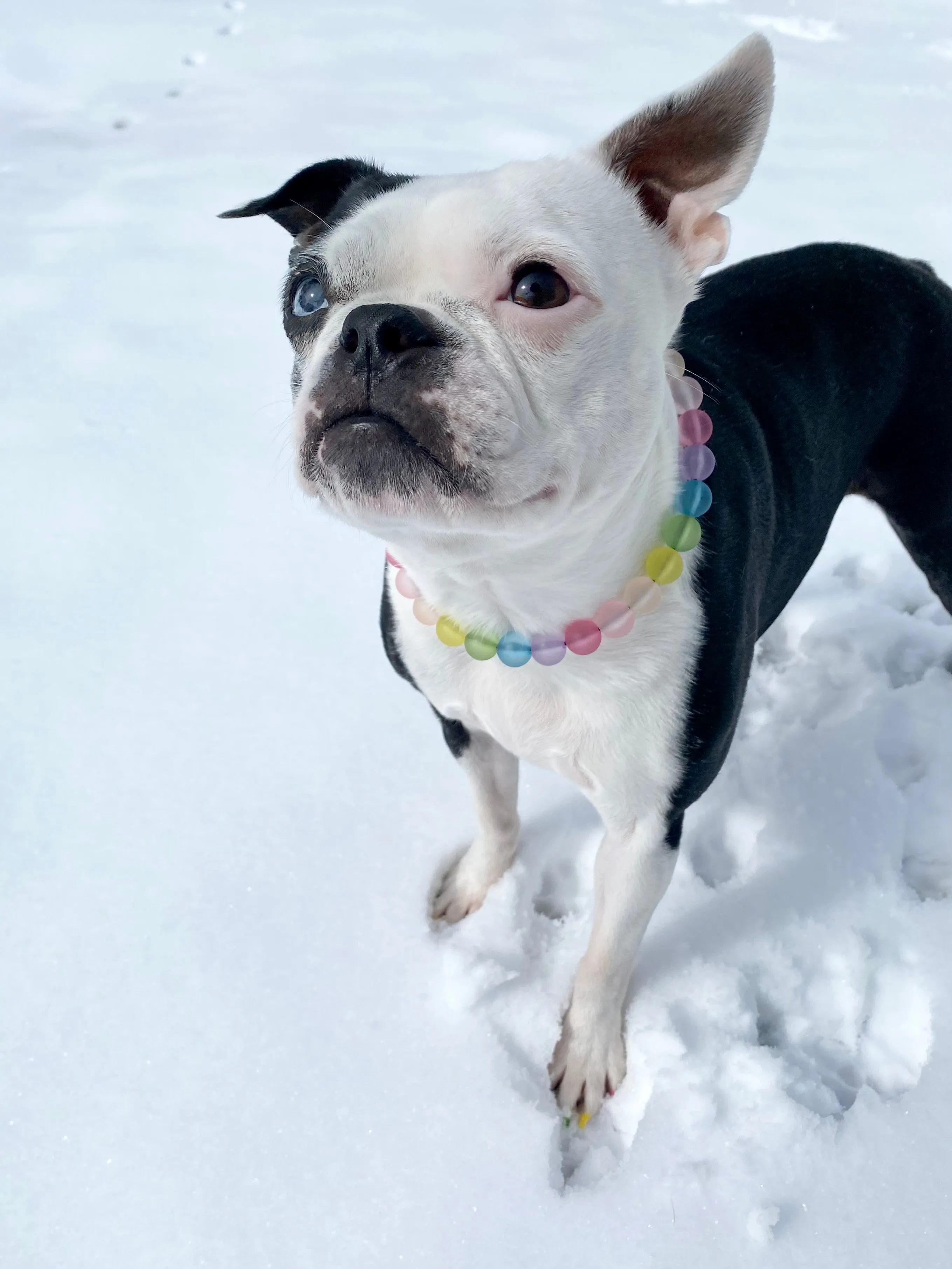 Frosted Rainbow MINI Acrylic [Small Dog/Cat Bead Collar]