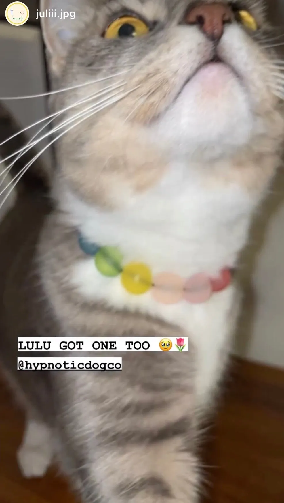 Frosted Rainbow MINI Acrylic [Small Dog/Cat Bead Collar]