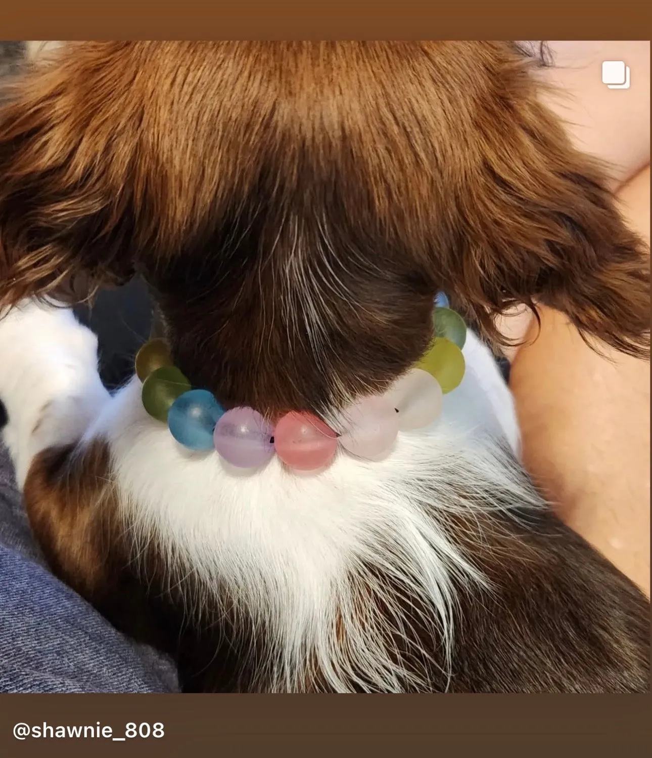 Frosted Rainbow MINI Acrylic [Small Dog/Cat Bead Collar]
