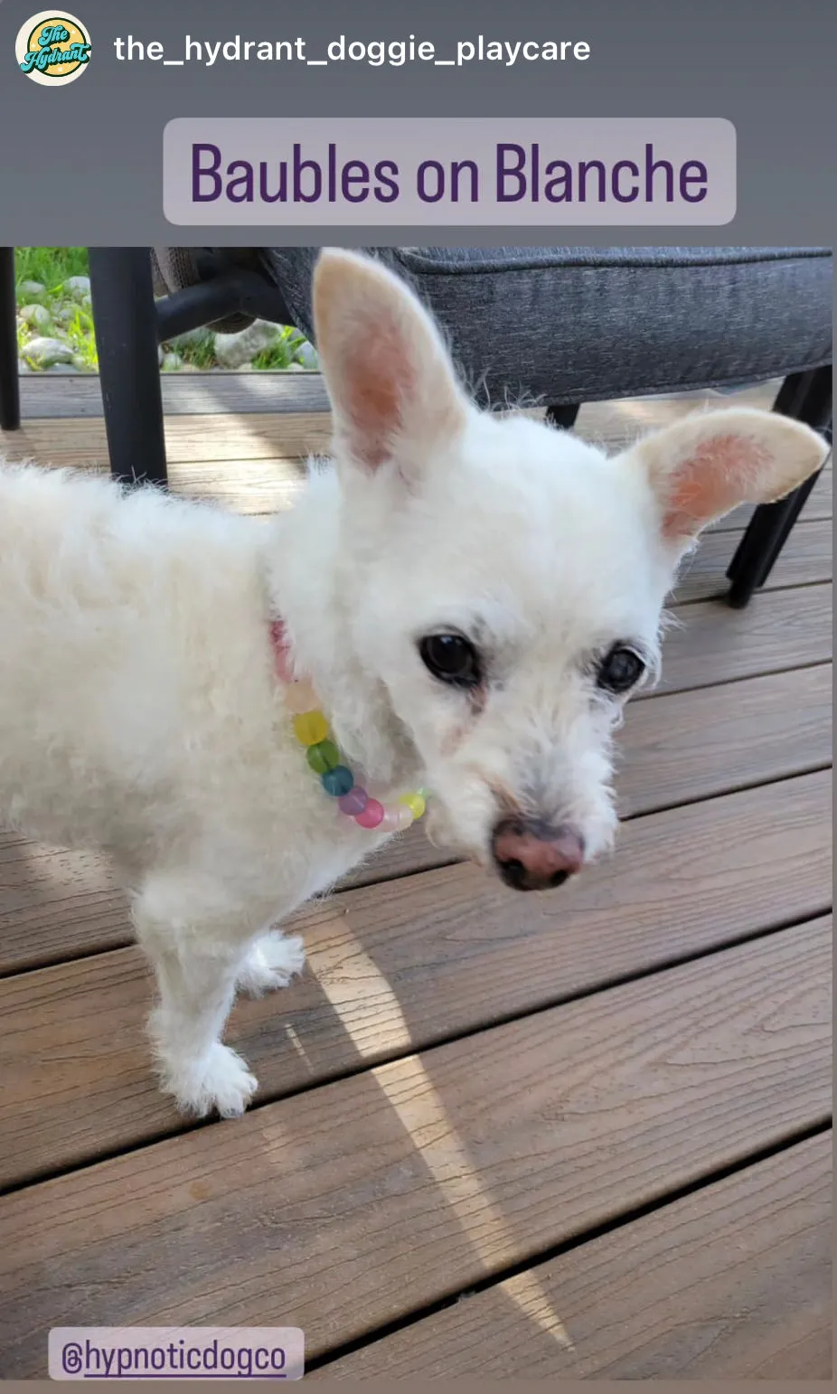 Frosted Rainbow MINI Acrylic [Small Dog/Cat Bead Collar]