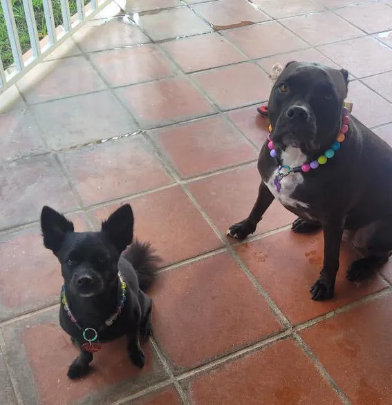 Frosted Rainbow MINI Acrylic [Small Dog/Cat Bead Collar]