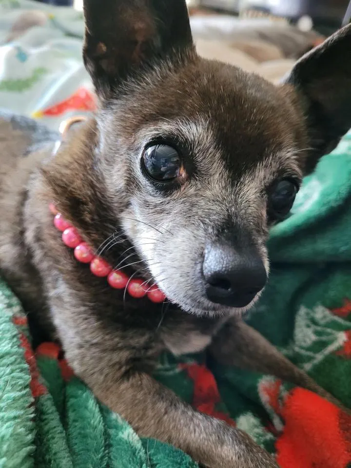 Infinity Coral XS Acrylic [Small Dog/Cat Bead Collar]