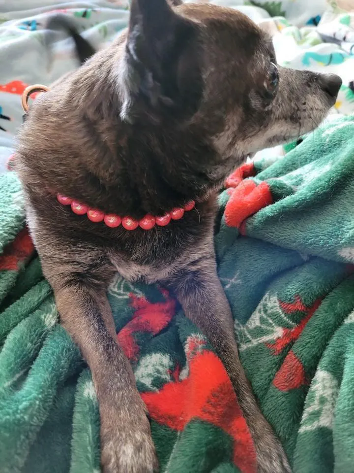 Infinity Coral XS Acrylic [Small Dog/Cat Bead Collar]