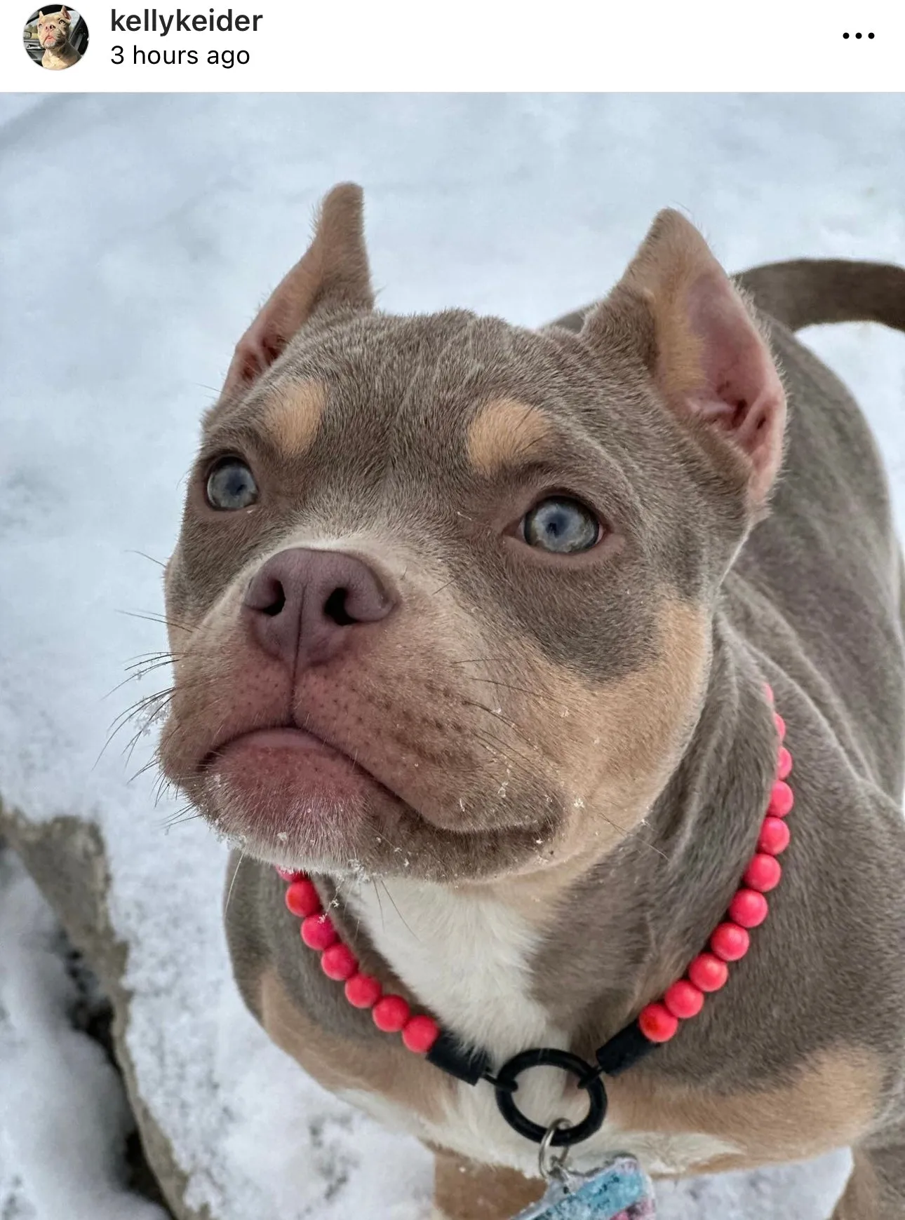 Infinity Coral XS Acrylic [Small Dog/Cat Bead Collar]