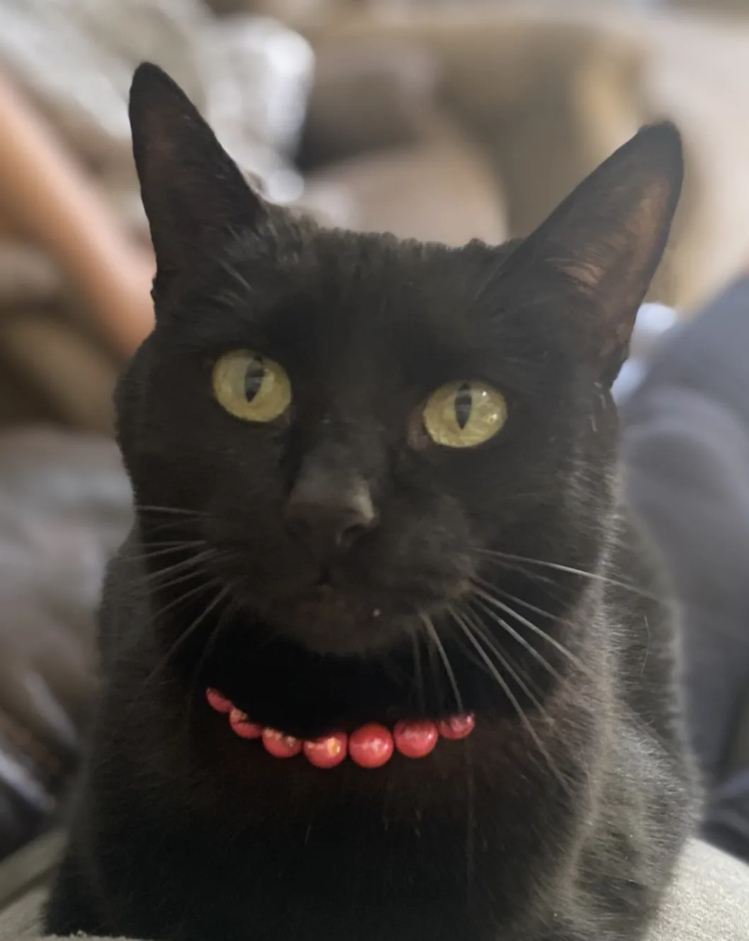Infinity Coral XS Acrylic [Small Dog/Cat Bead Collar]