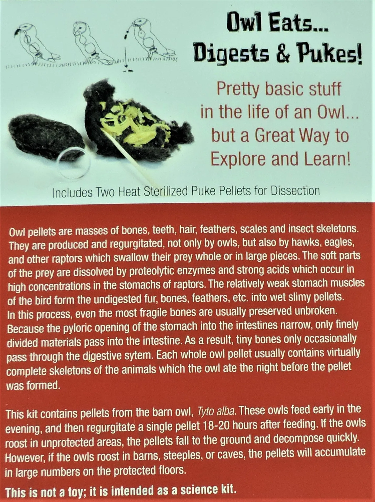 Owl Puke Dissection Kit