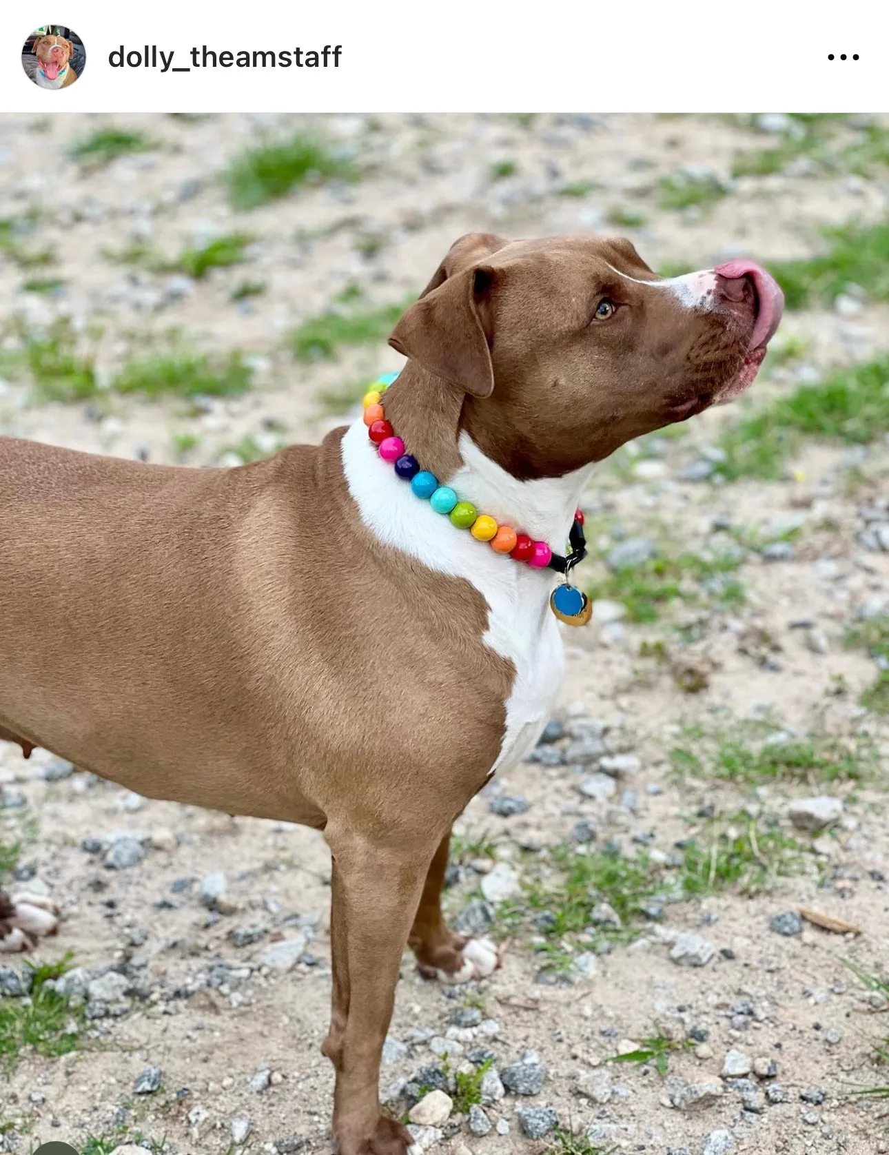 Rainbow 🌈 Acrylic Bead Collar
