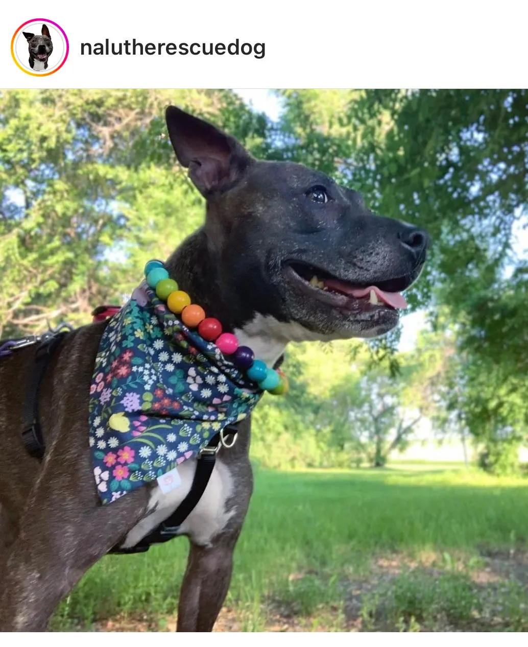 Rainbow 🌈 Acrylic Bead Collar