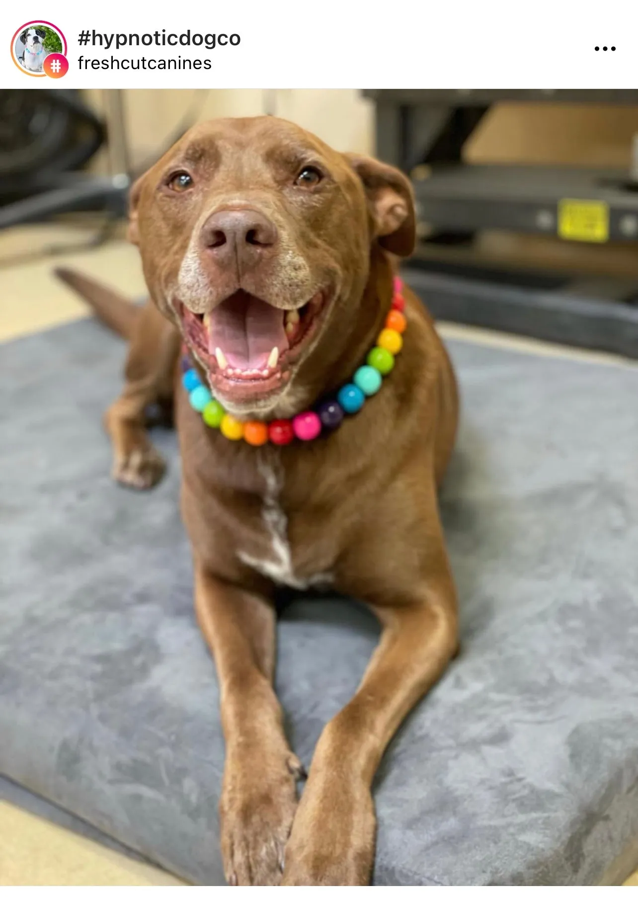 Rainbow 🌈 Acrylic Bead Collar