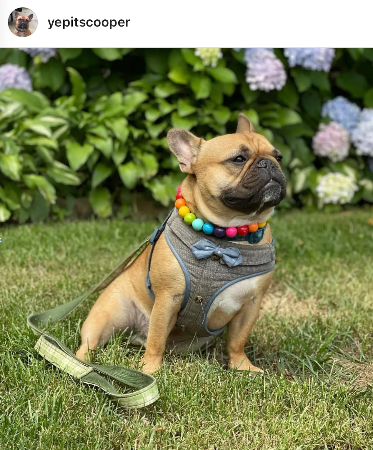 Rainbow 🌈 Acrylic Bead Collar