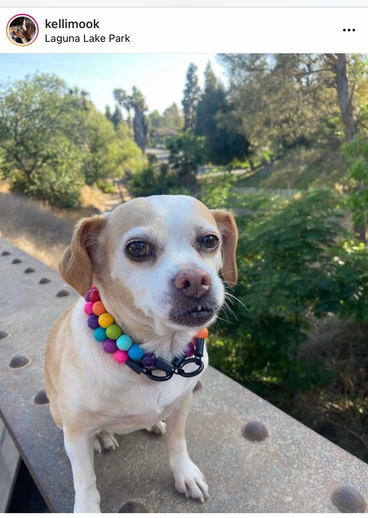 Rainbow 🌈 Acrylic Bead Collar