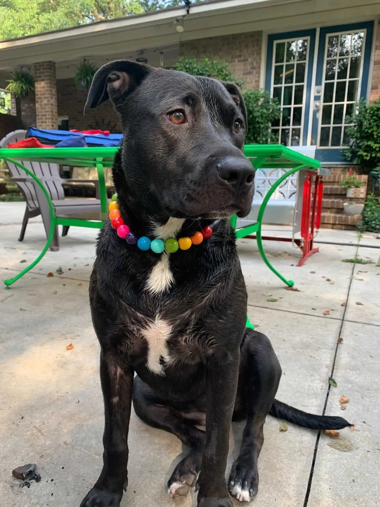 Rainbow 🌈 Acrylic Bead Collar