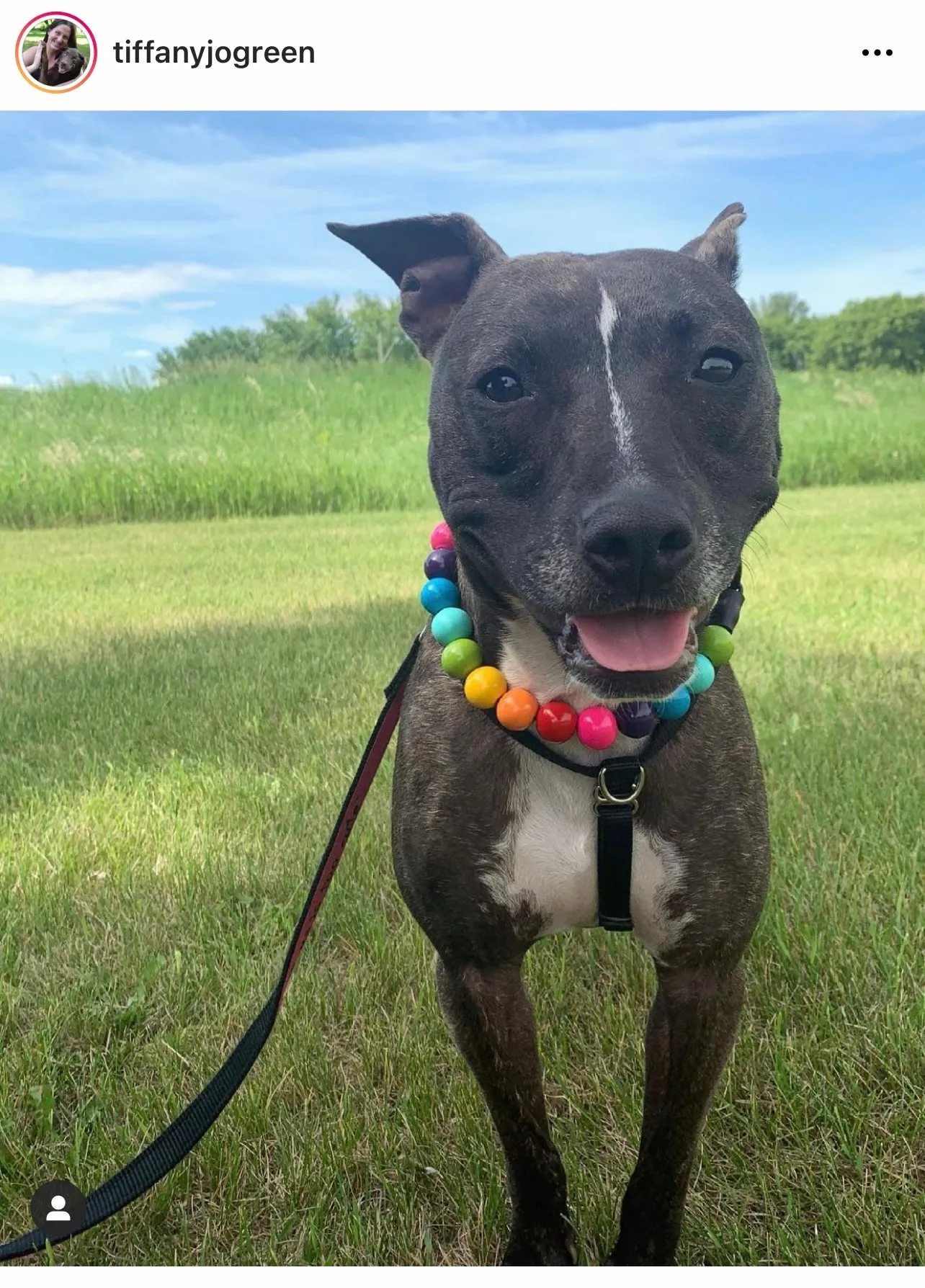 Rainbow 🌈 Acrylic Bead Collar