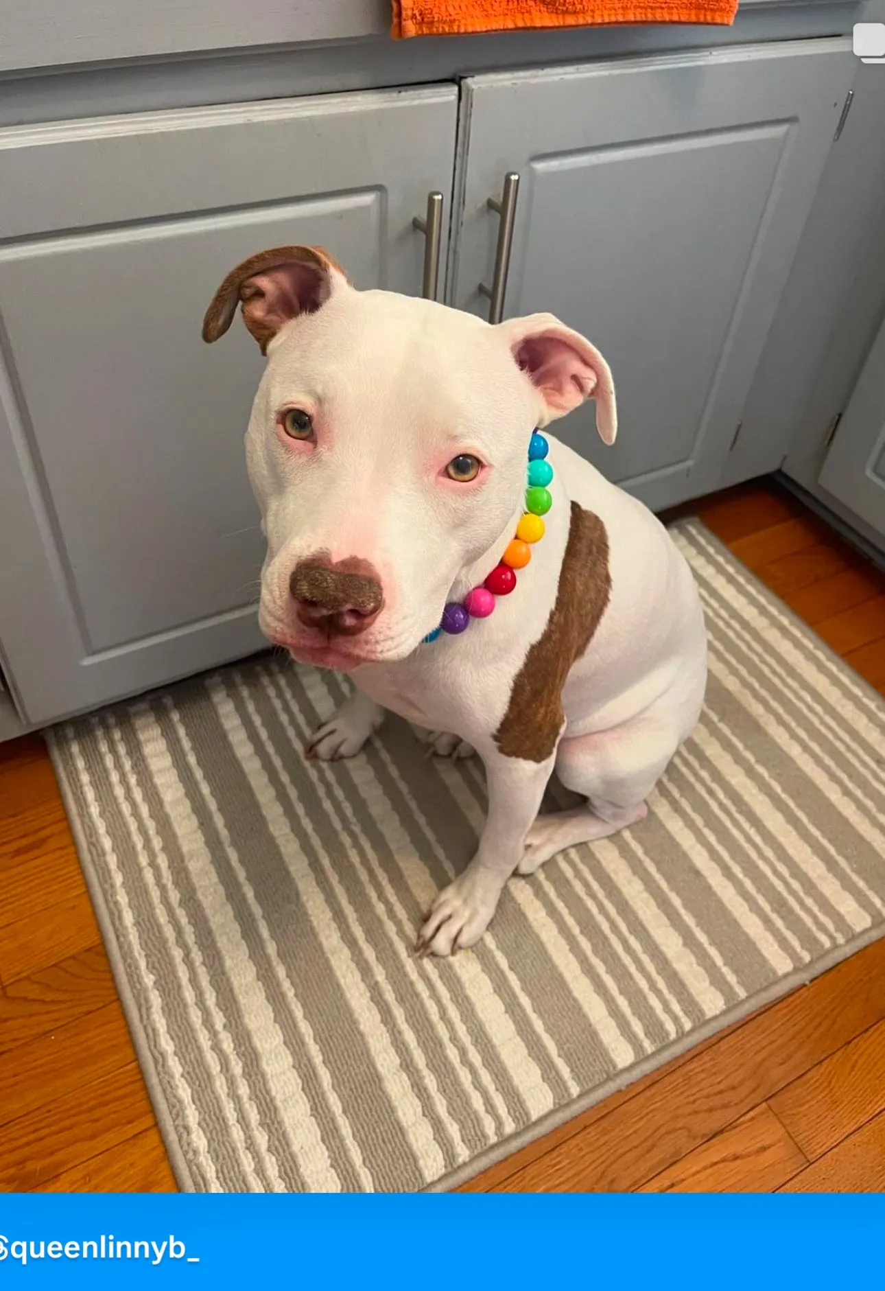Rainbow 🌈 Acrylic Bead Collar