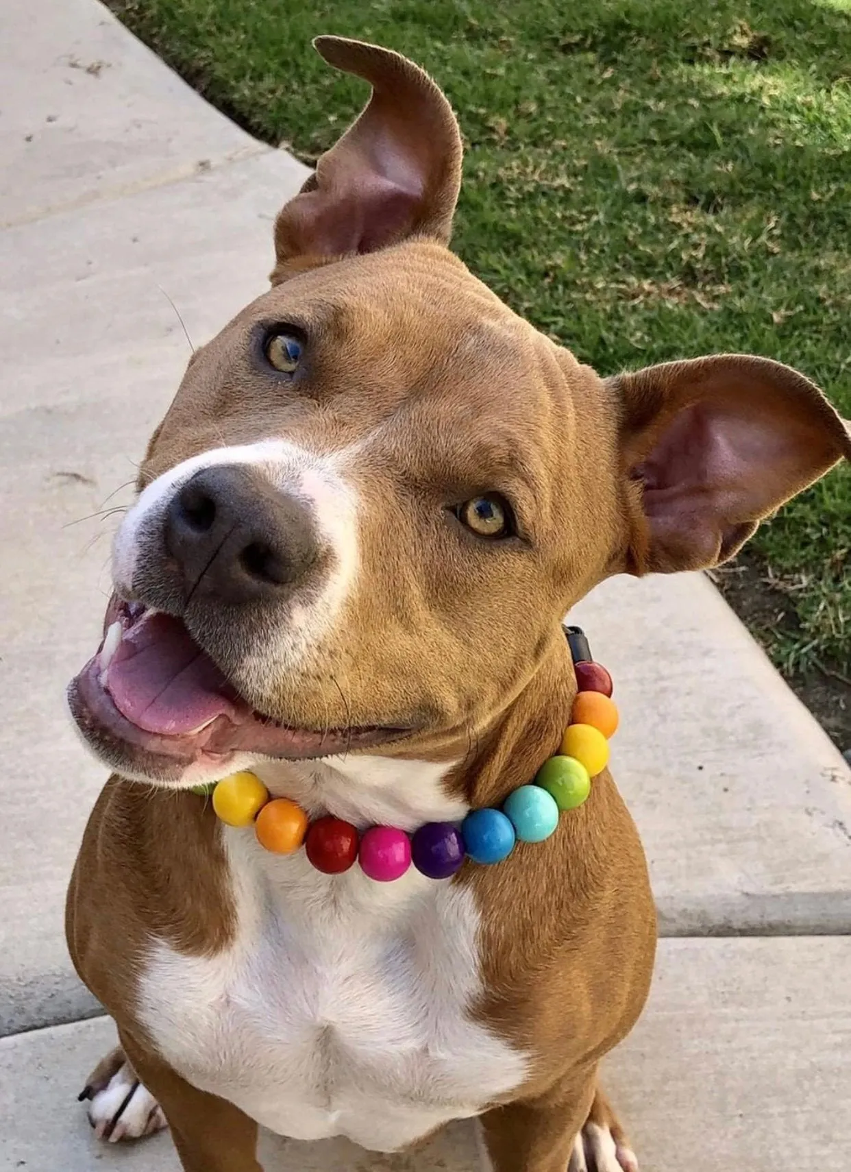 Rainbow 🌈 Acrylic Bead Collar