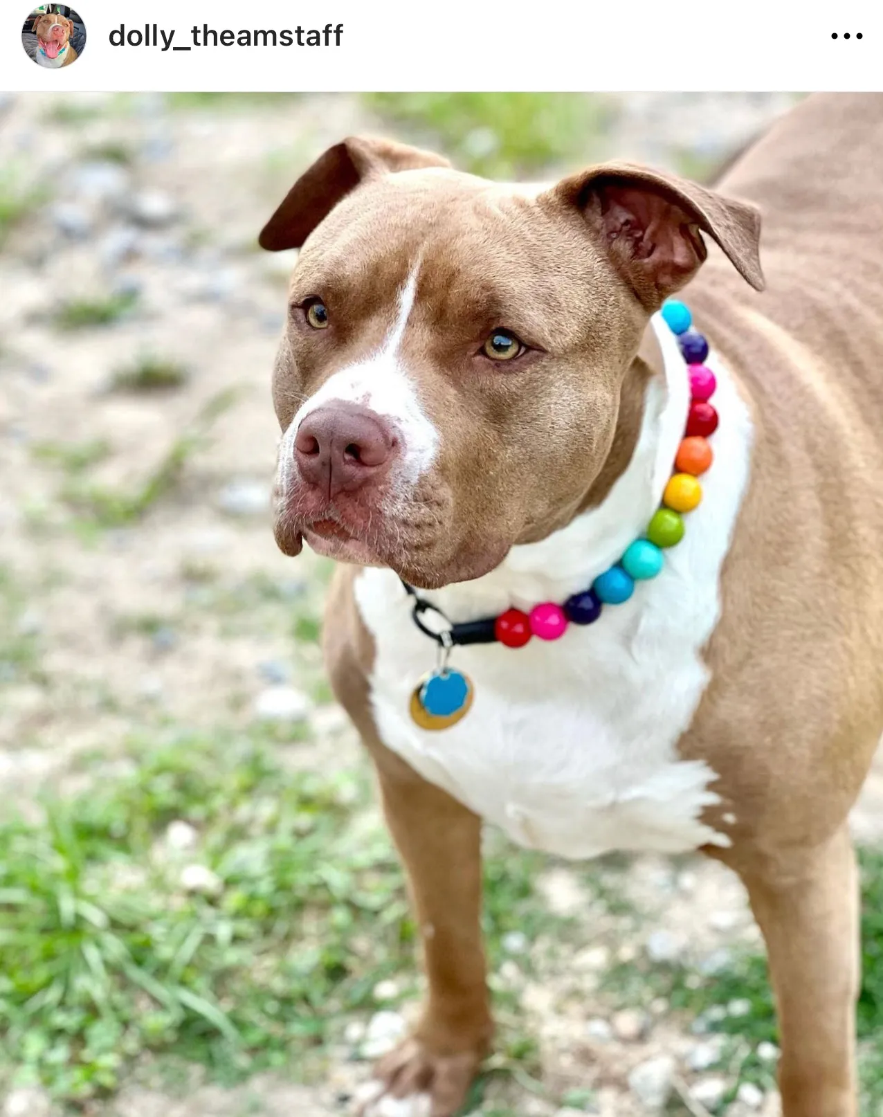 Rainbow 🌈 Acrylic Bead Collar
