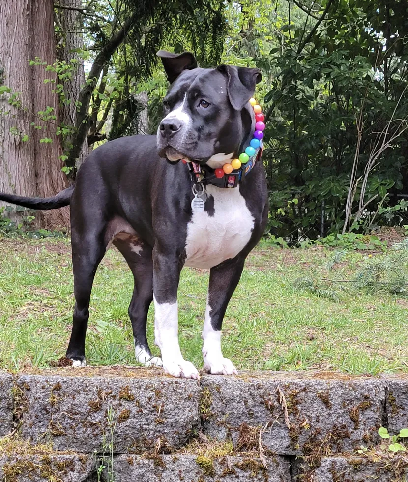 Rainbow 🌈 Acrylic Bead Collar