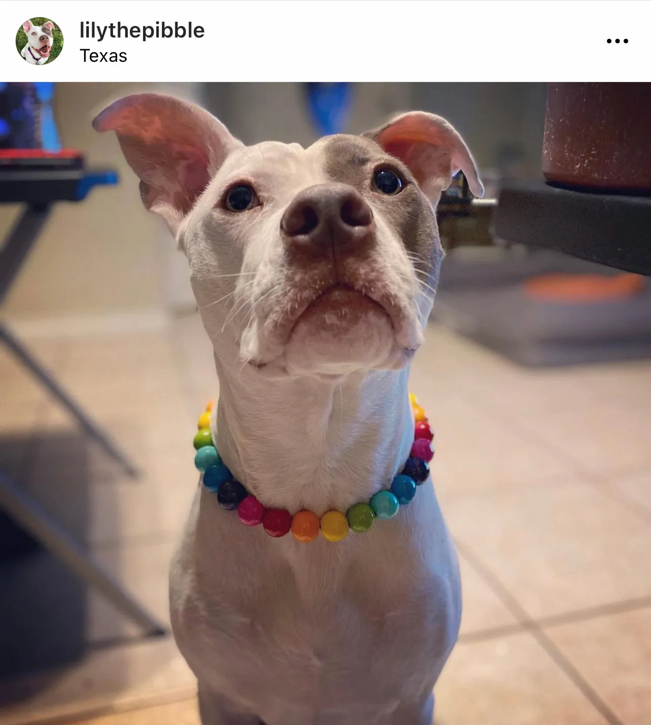 Rainbow 🌈 Acrylic Bead Collar