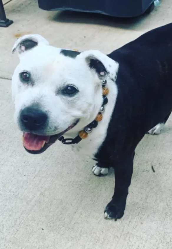Rustic Steel Bead Collar