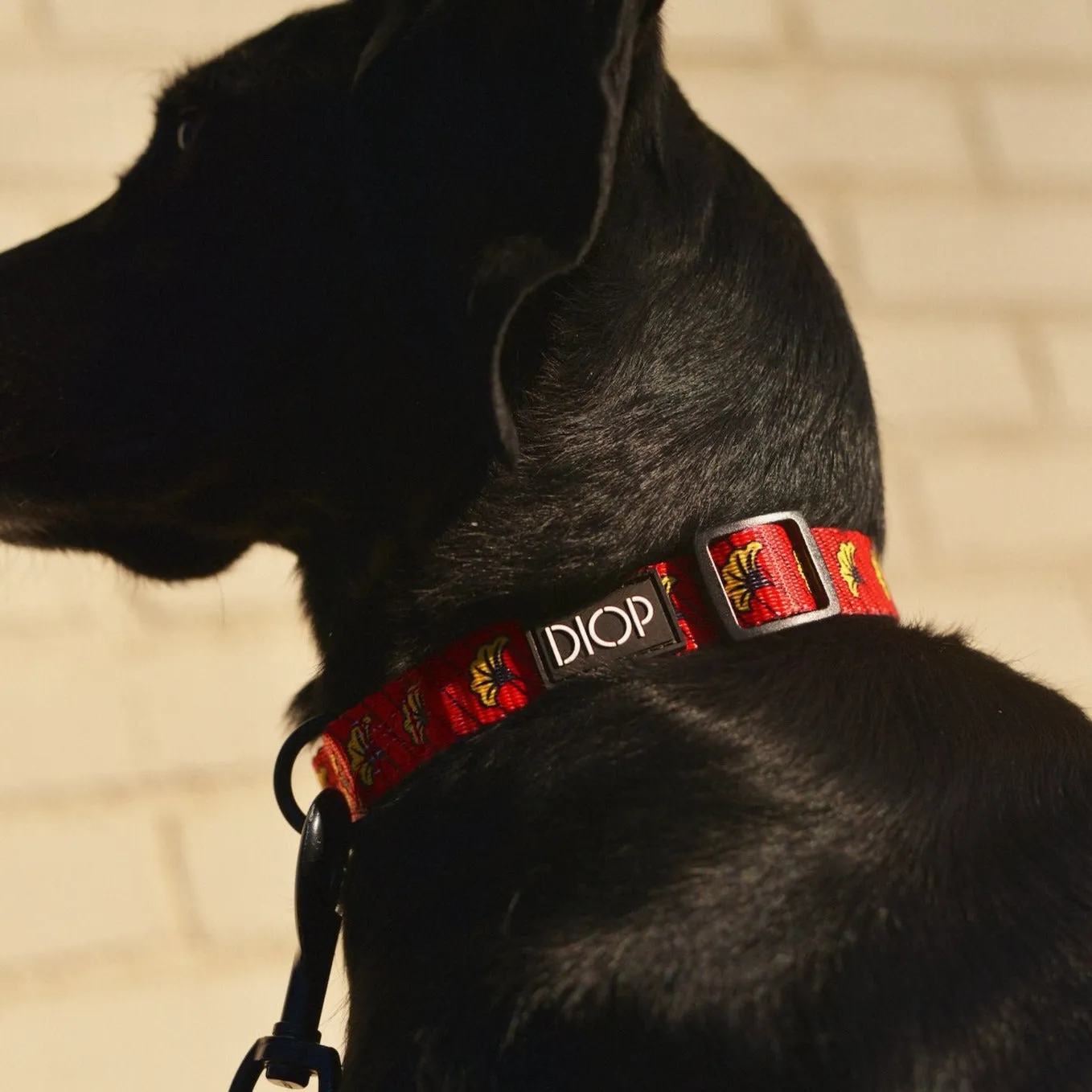 The Amar Dog Collar