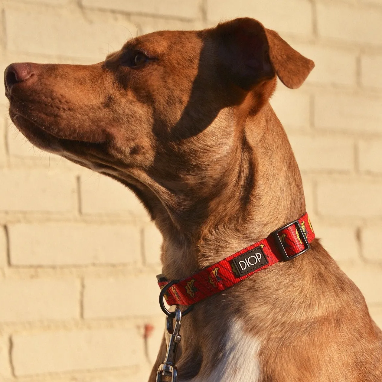 The Amar Dog Collar